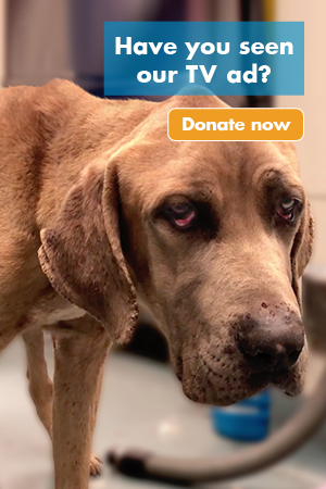 Have you seen our TV Ad? Donate Now